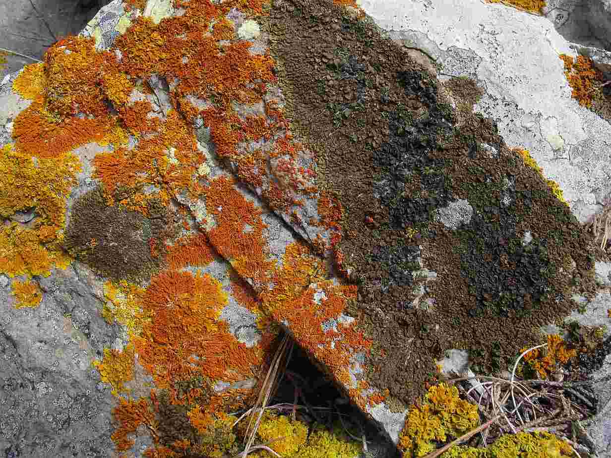 [Xanthoria parietina]